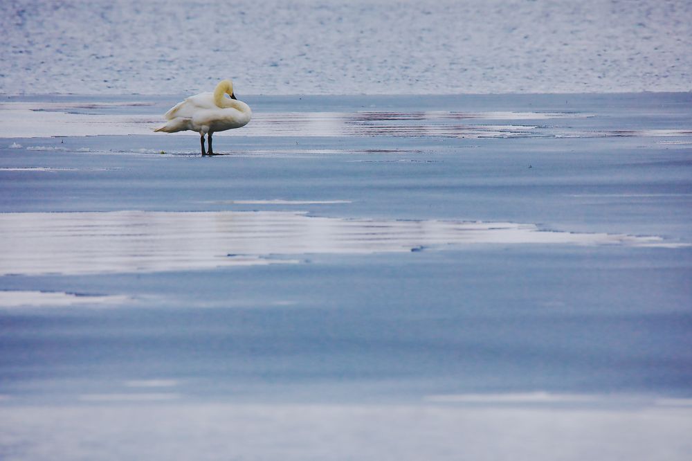 Photograph by Николай Протасеня