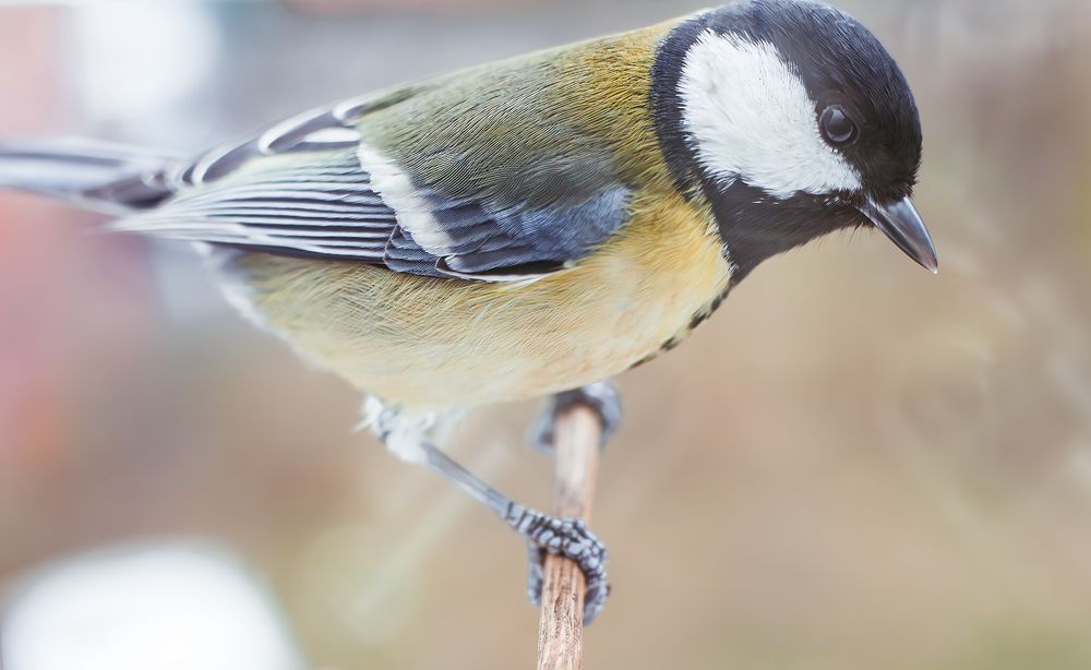 Photograph by Дмитрий Лекомцев