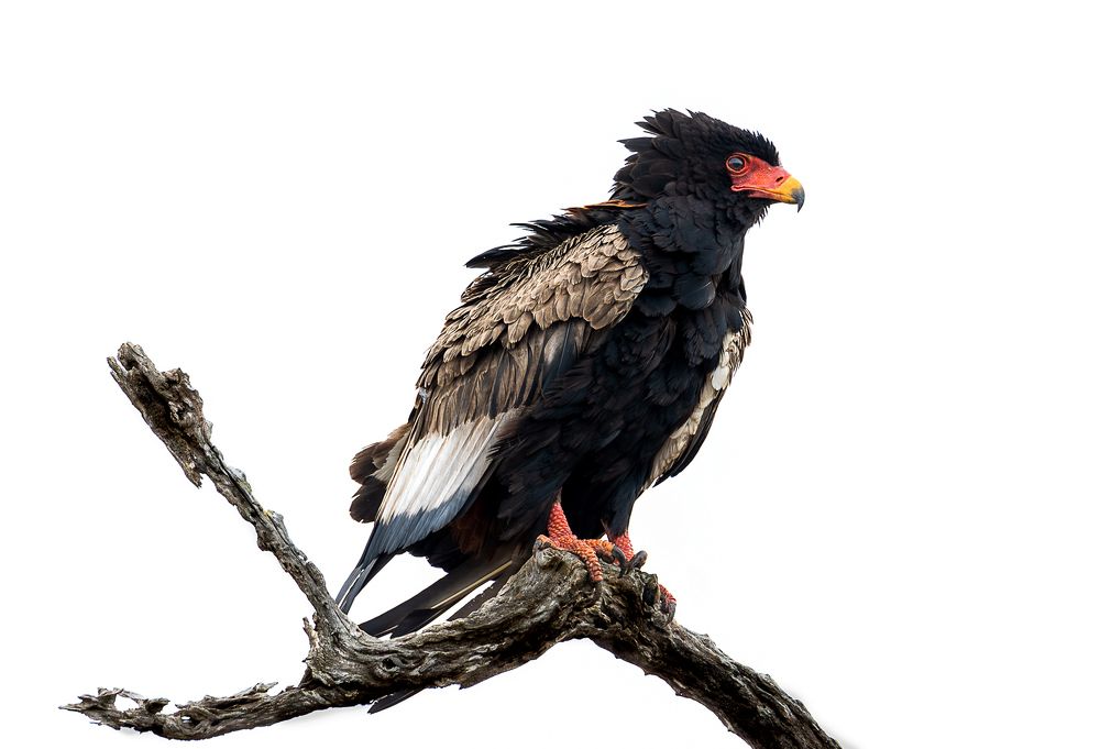 Photograph by CORNELIUS VAN WYK