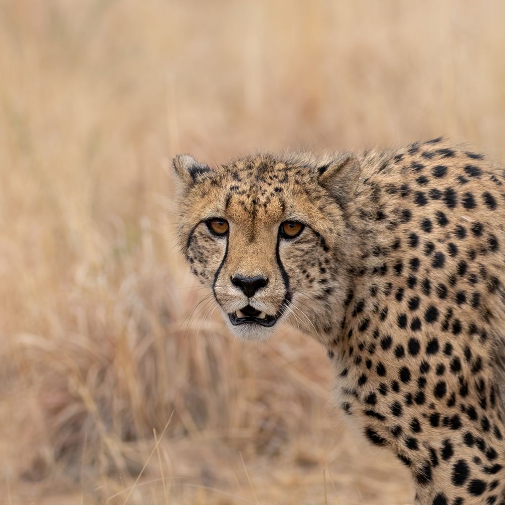 Photograph by CORNELIUS VAN WYK