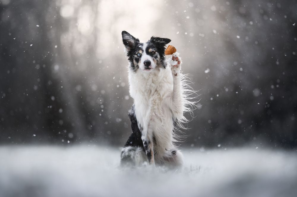 Photograph by Izabela Lyson