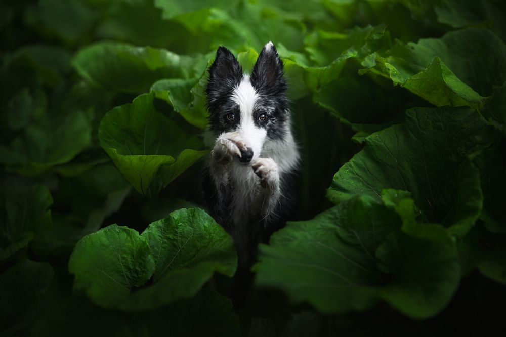 Photograph by Izabela Lyson