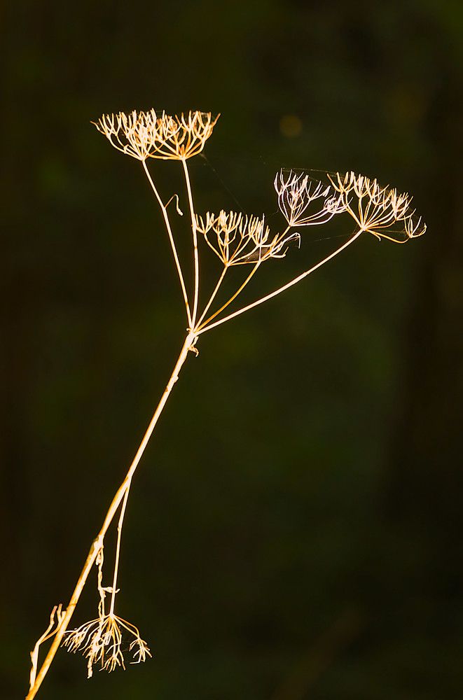 Photograph by Гагик Саркисян