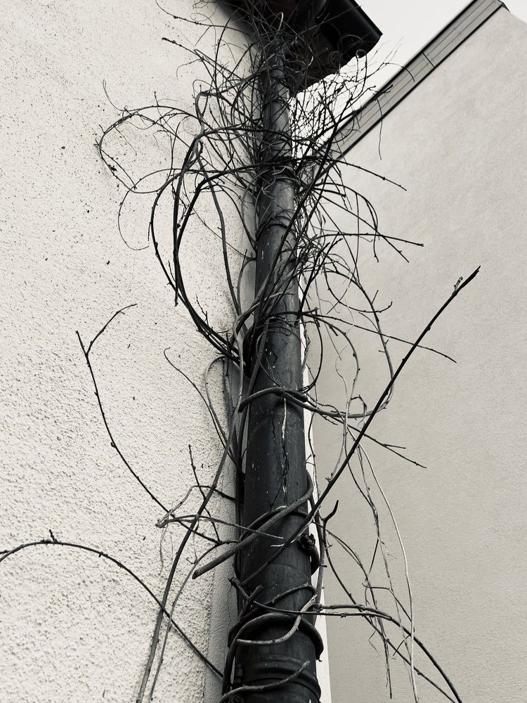 Photograph by Елена Лагойская