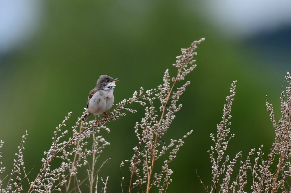 Photograph by Николай Абакумов