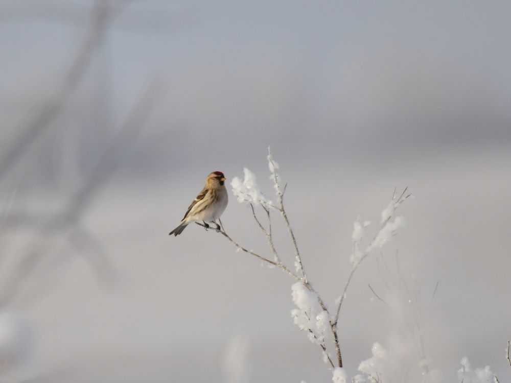 Photograph by Николай Абакумов