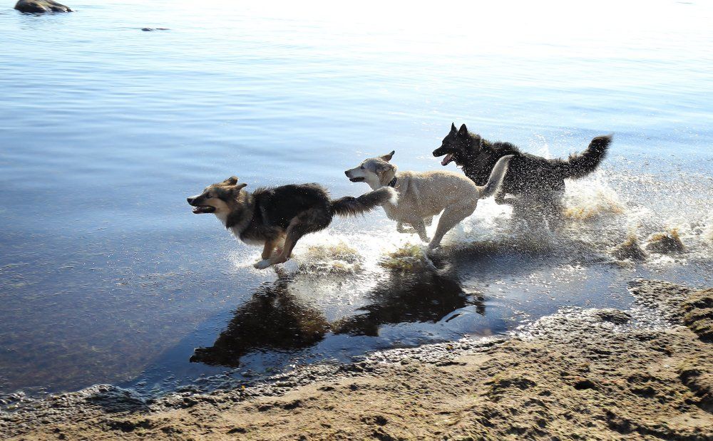 Гонки по воде. Синхронность