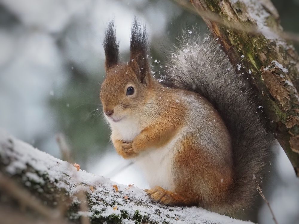 Photograph by Елена Синицына
