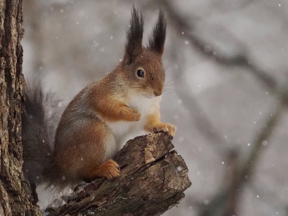 Photograph by Елена Синицына