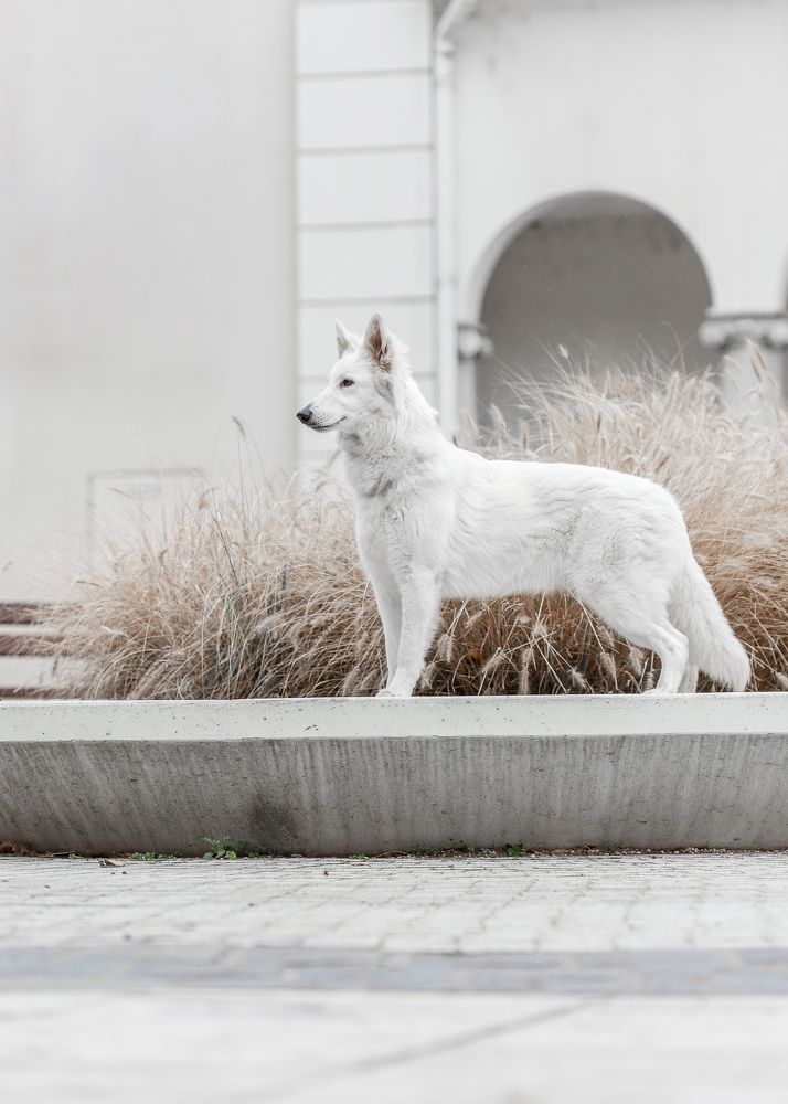 Photograph by Tamás Horváth