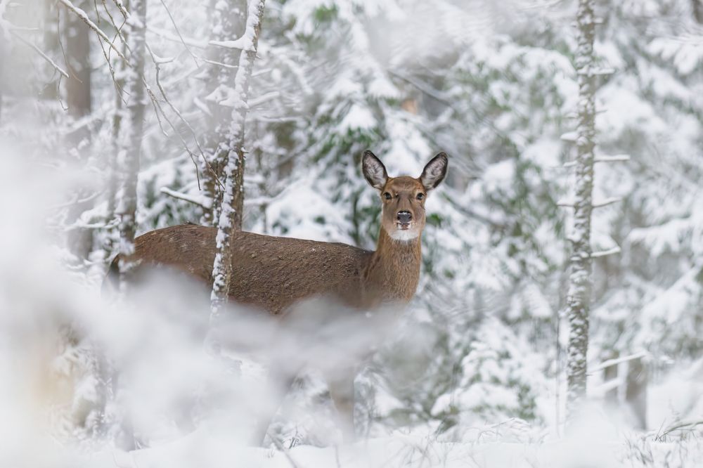 Photograph by Пронин Денис