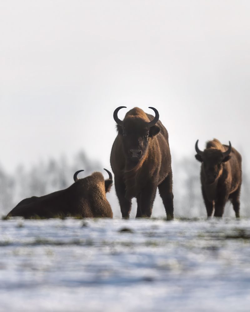 Photograph by Пронин Денис