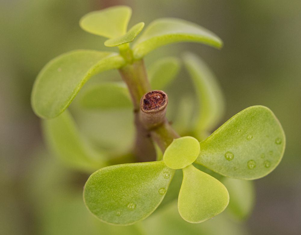 Plantas ornamentales