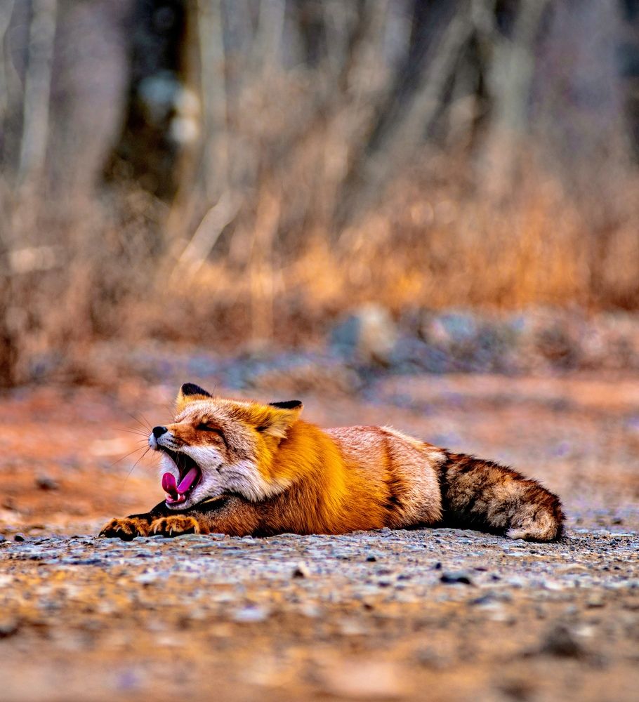 November without snow.