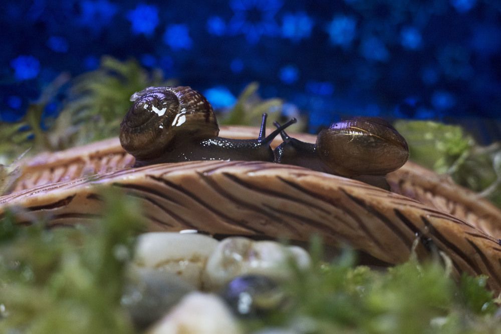 Свидание на мосту