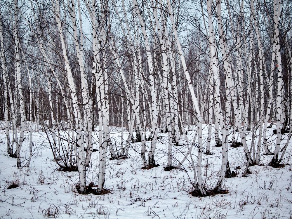 Фотография автора Елена Чиликина