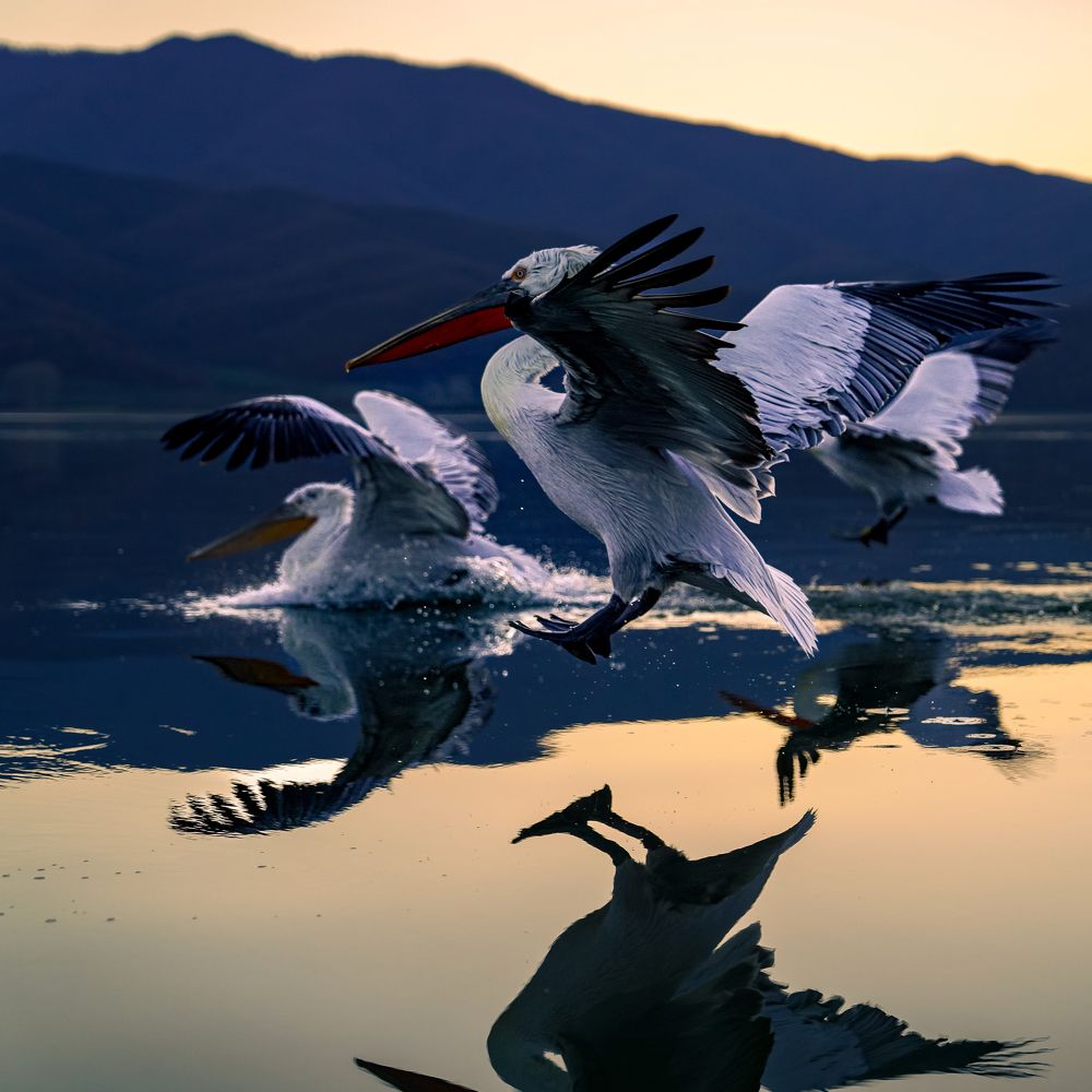 Come on, let's come in for landing!