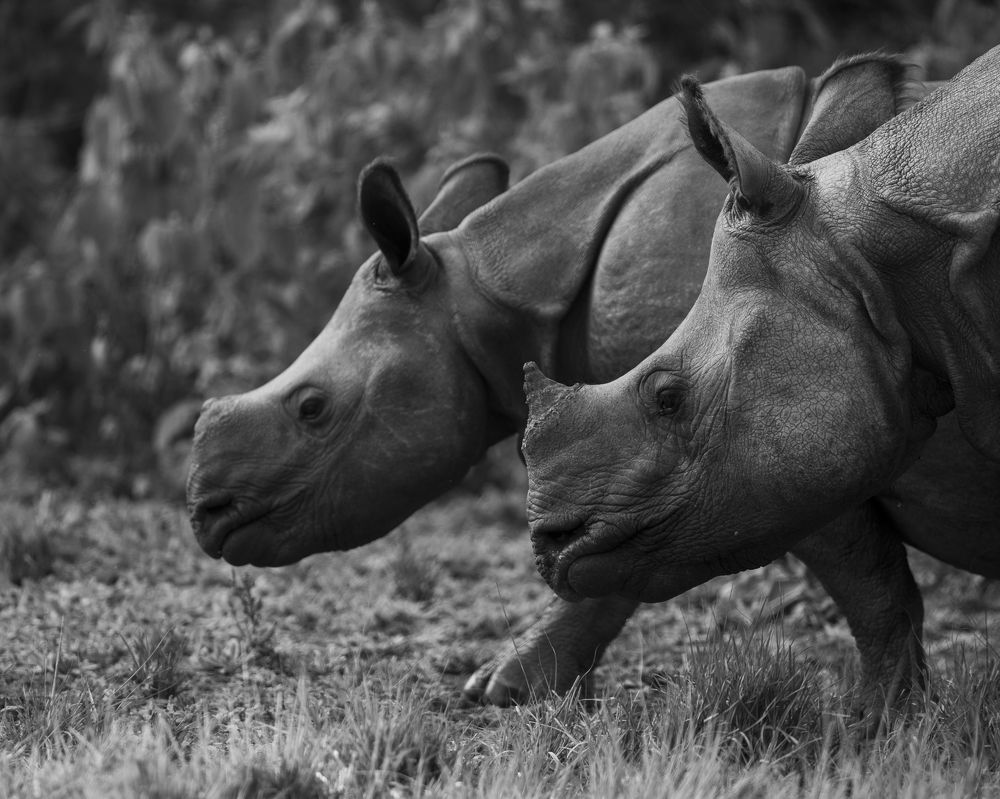 Photograph by Sai Kiran Bhagavatula