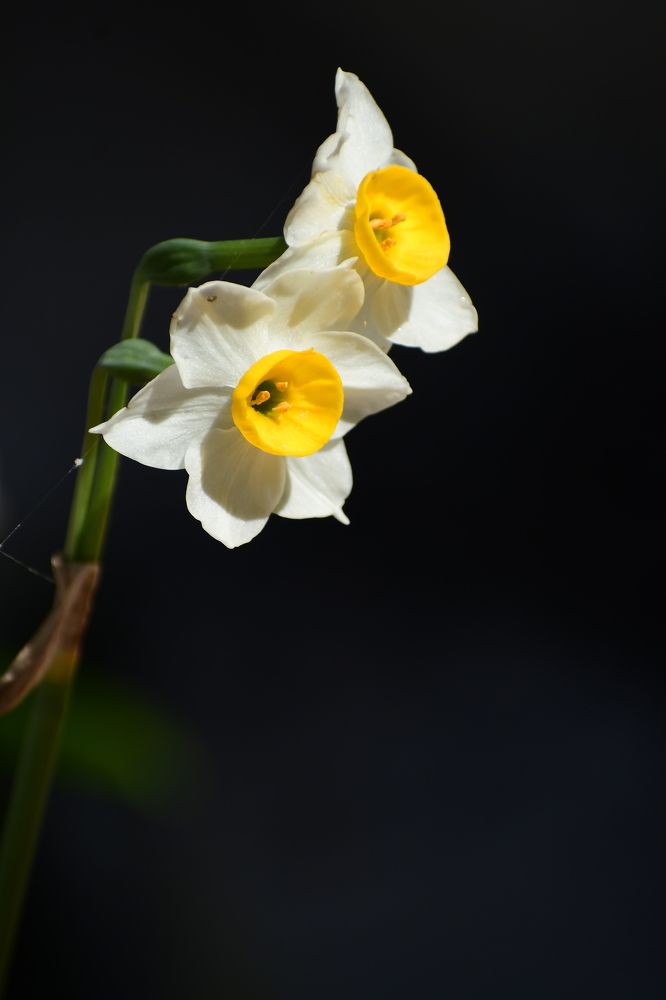 Daffodils