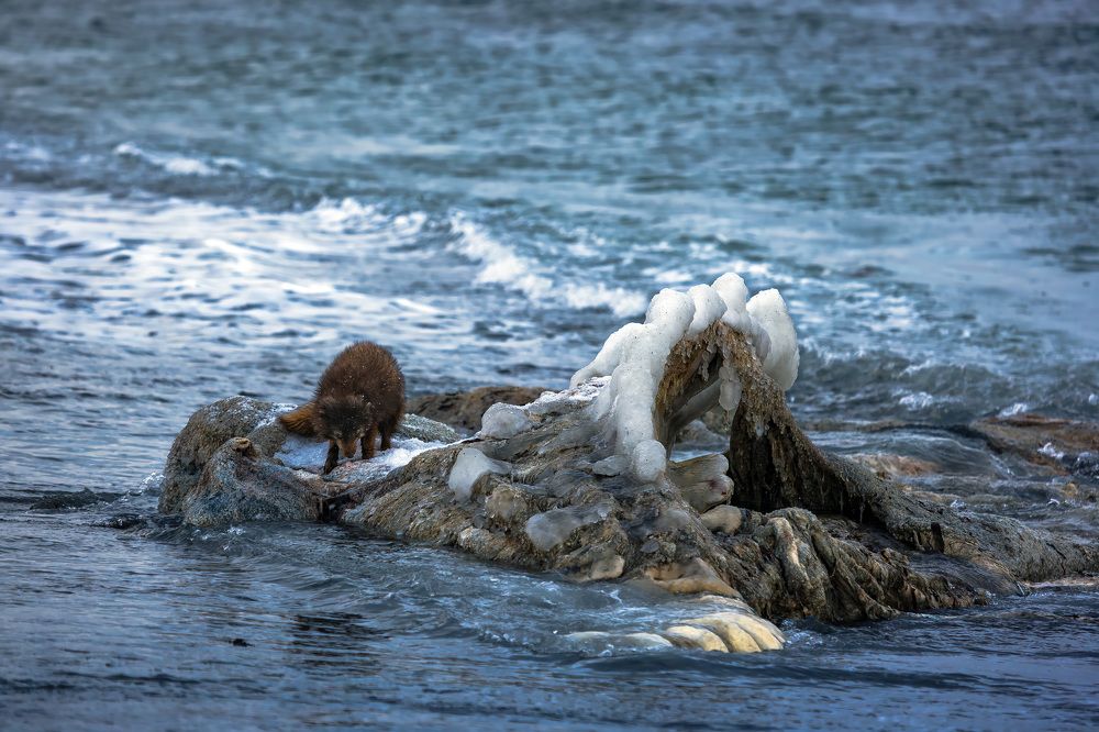 Фотография автора Уткин Дмитрий