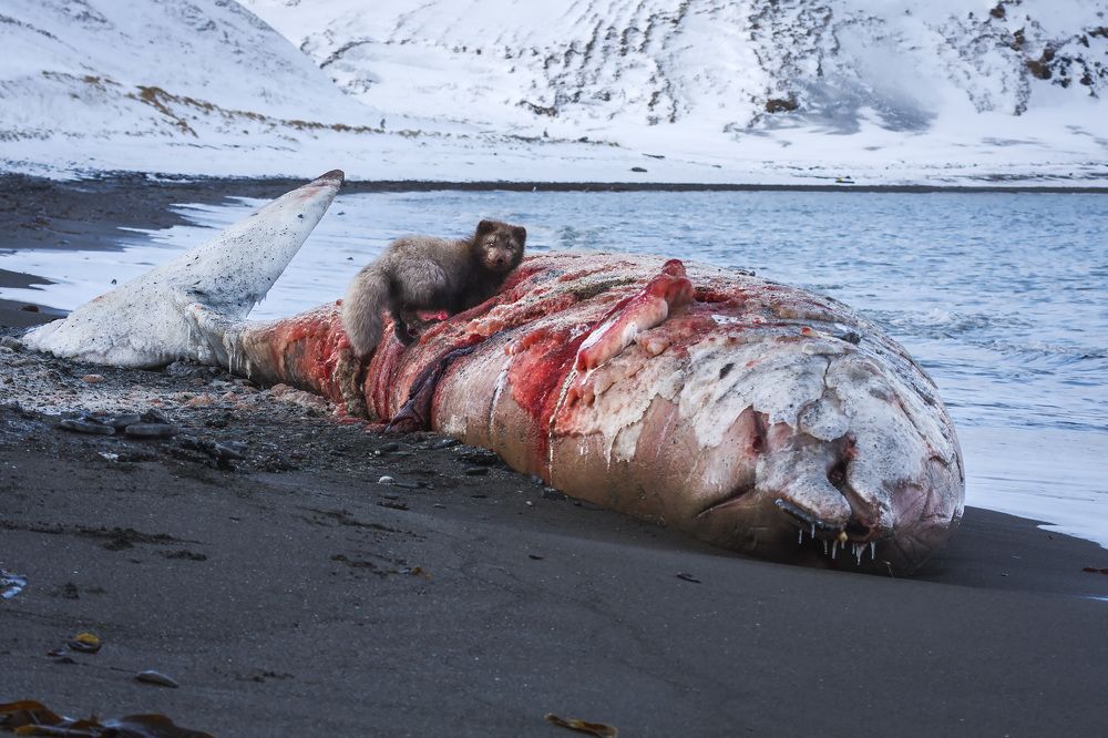 Photograph by Уткин Дмитрий