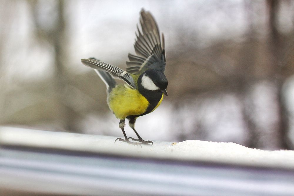 Photograph by Жанна Цветкова