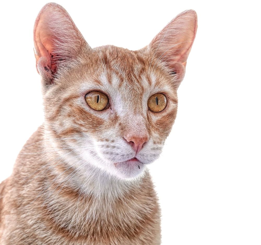 Photograph by Marcelo Luzzi