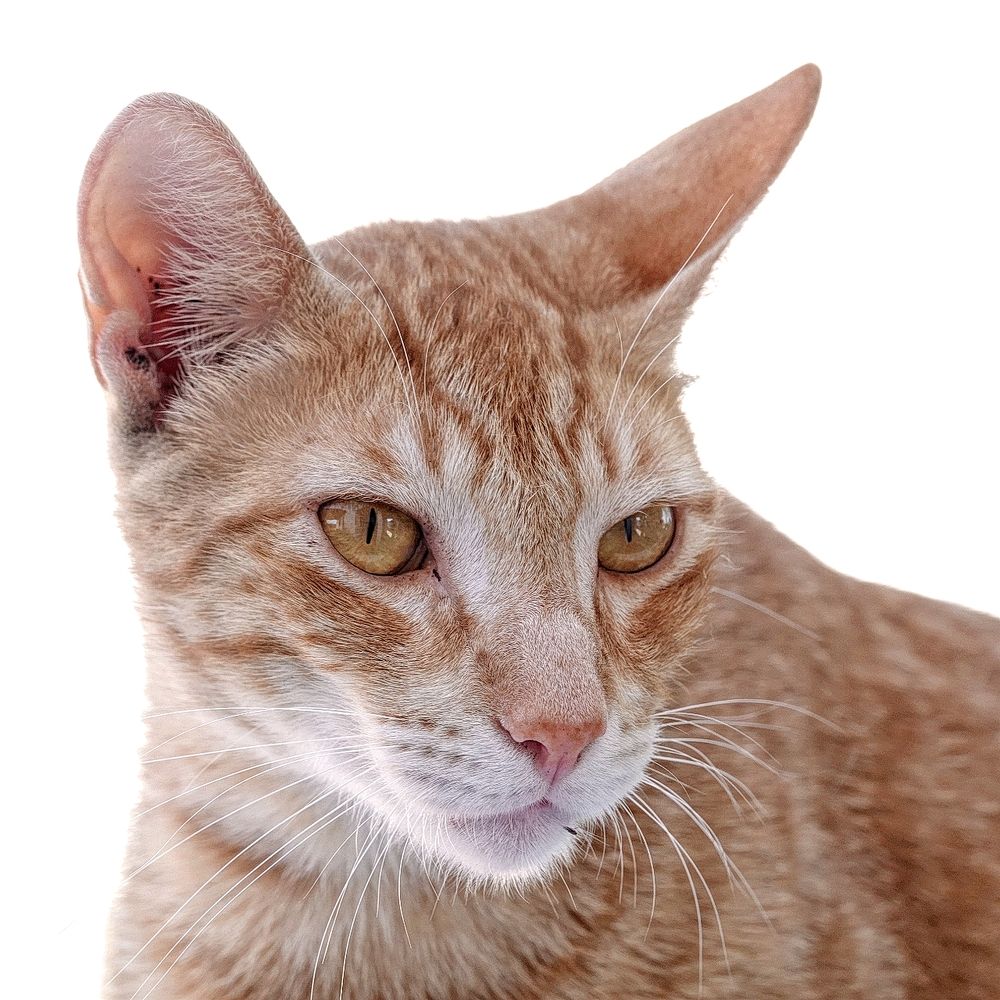 Photograph by Marcelo Luzzi