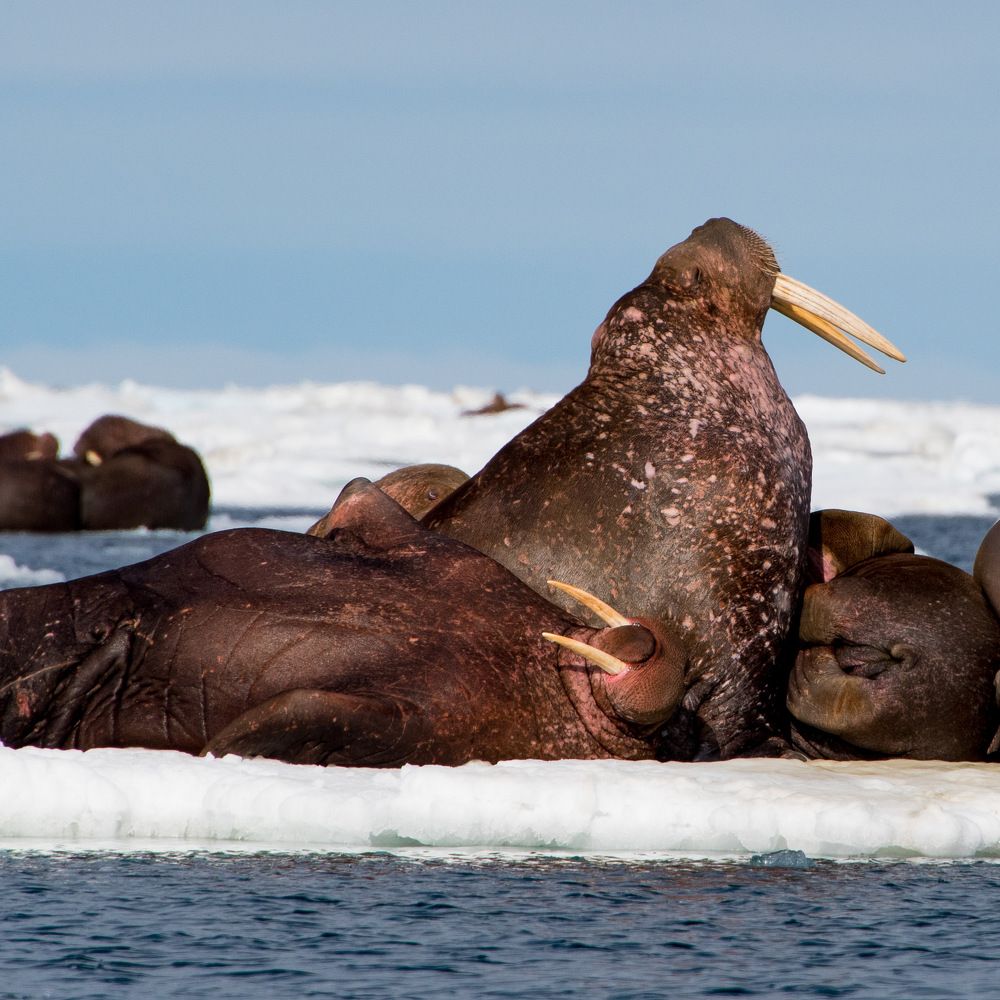 Photograph by Вячеслав Косенков