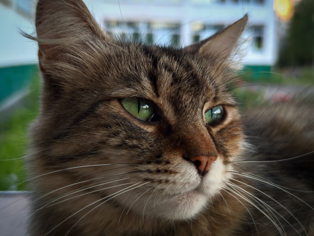 Маркиза де Помпадур