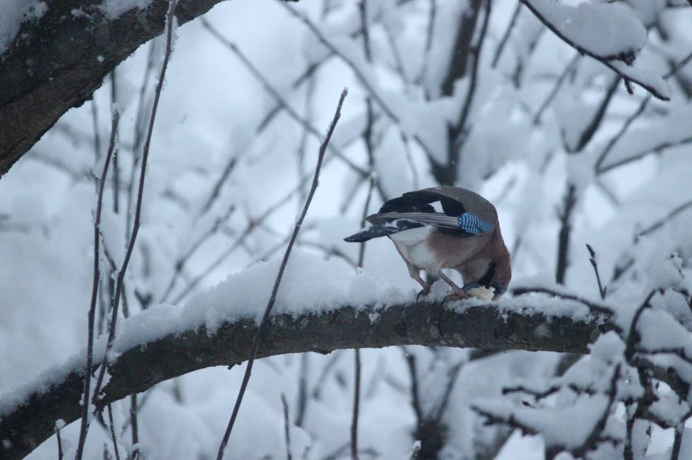 Photograph by Екатерина Александровна