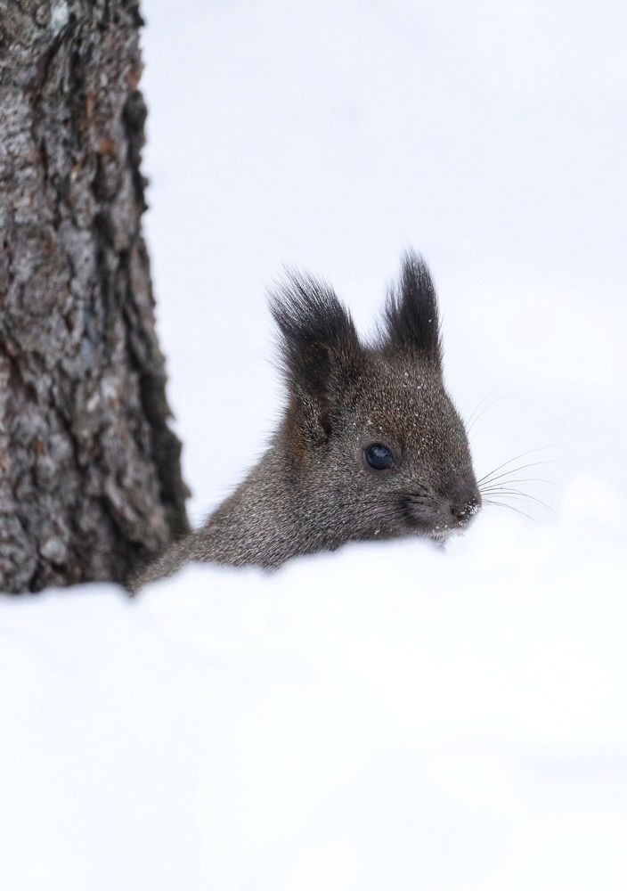 Первая зима