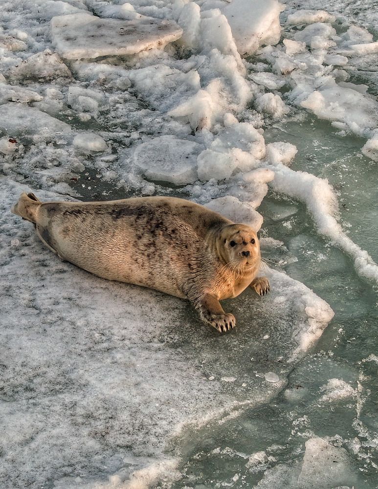 Ларга на пляже