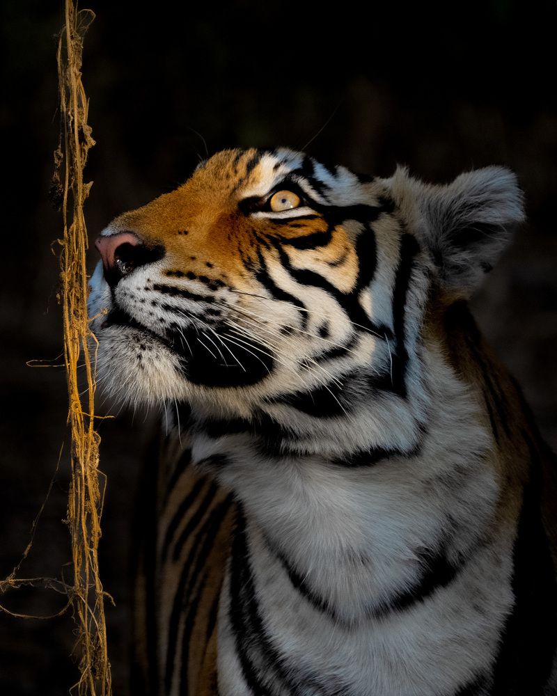 Photograph by Viji Abraham