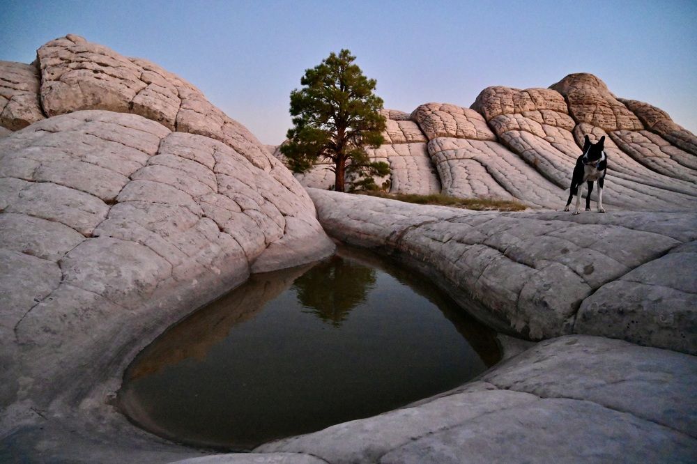 Secrets of White Pocket