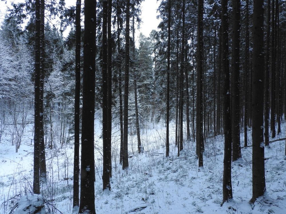 Фотография автора YURY RAMITSAN