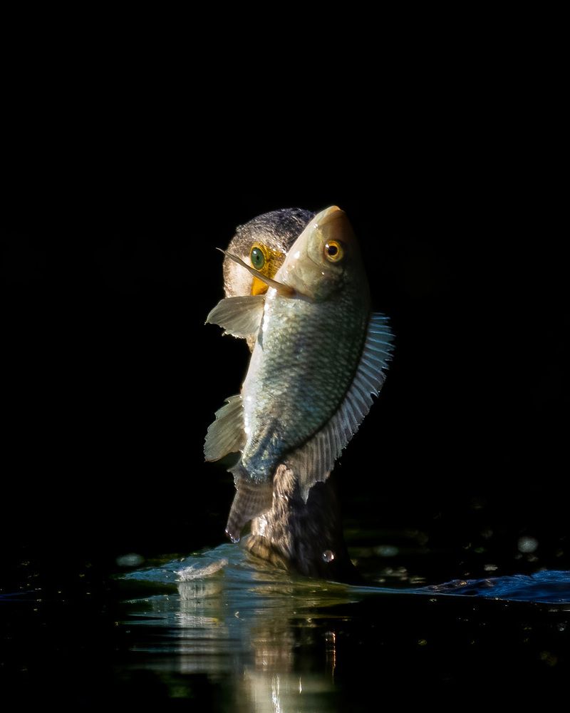 Фотография автора Joshy Varghese