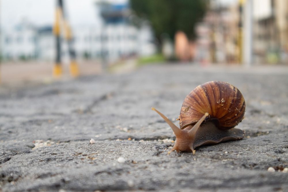 Photograph by Samuel Chan