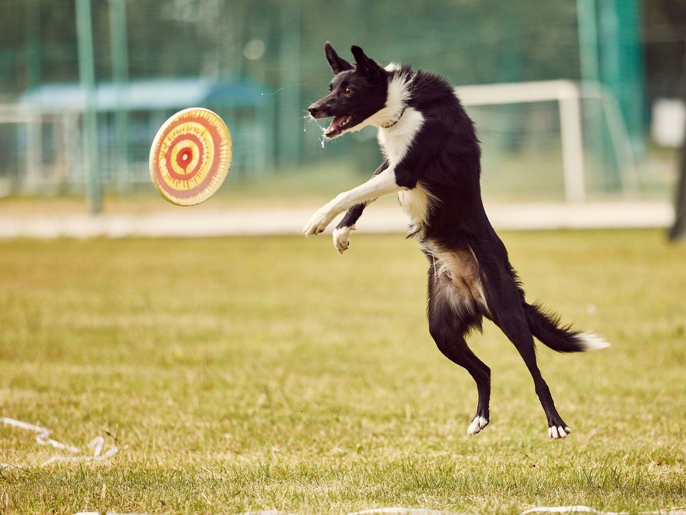 Бросок кобры