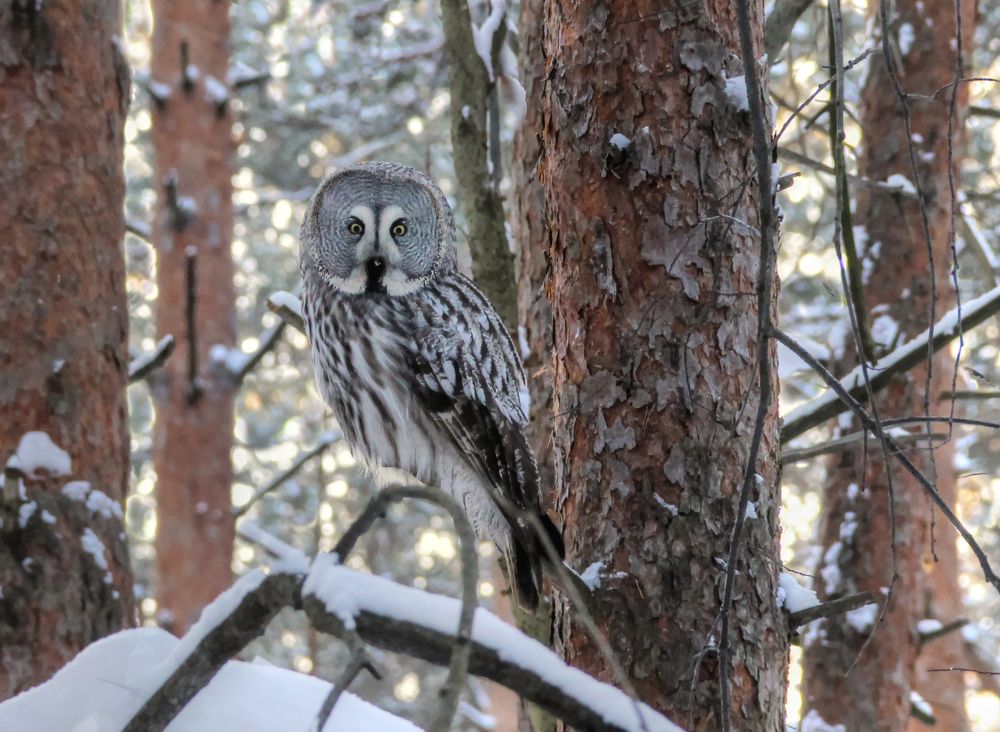 Фотография автора Светлана Бакулина