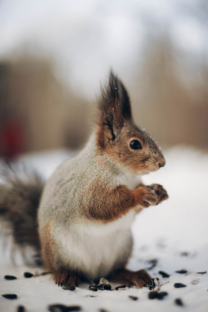 Фотография автора Дарина Чечулина