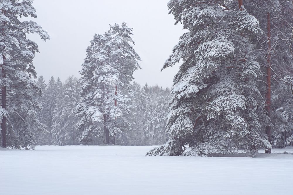 Photograph by Вышарь Максим