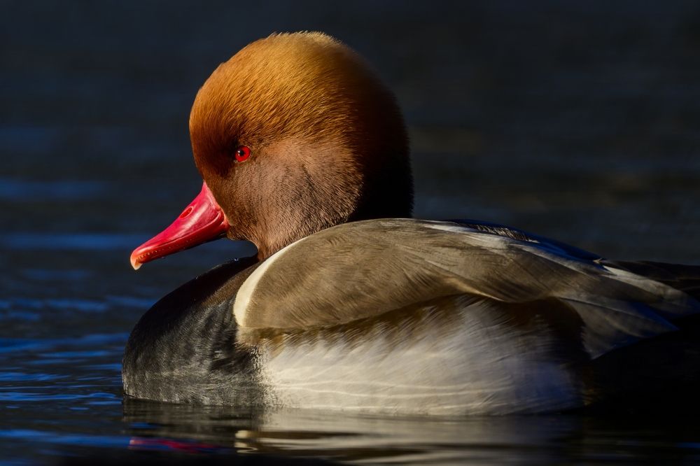 Photograph by Пупонин Сергей