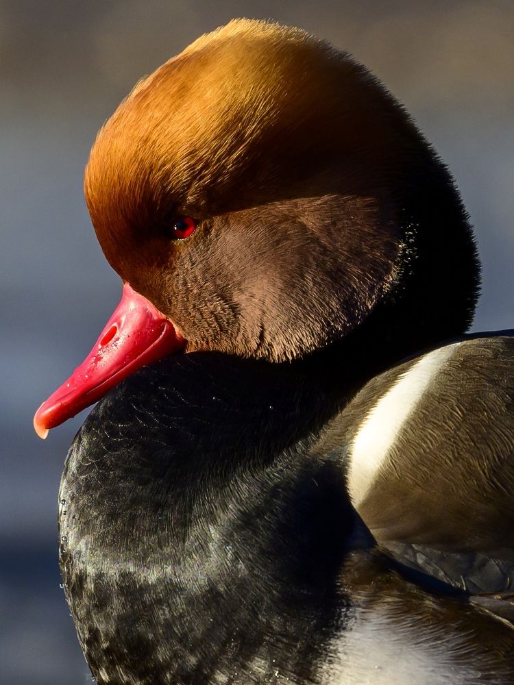 Photograph by Пупонин Сергей