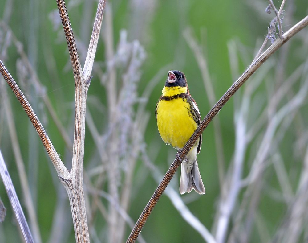 Фотография автора Игорь Сирохин