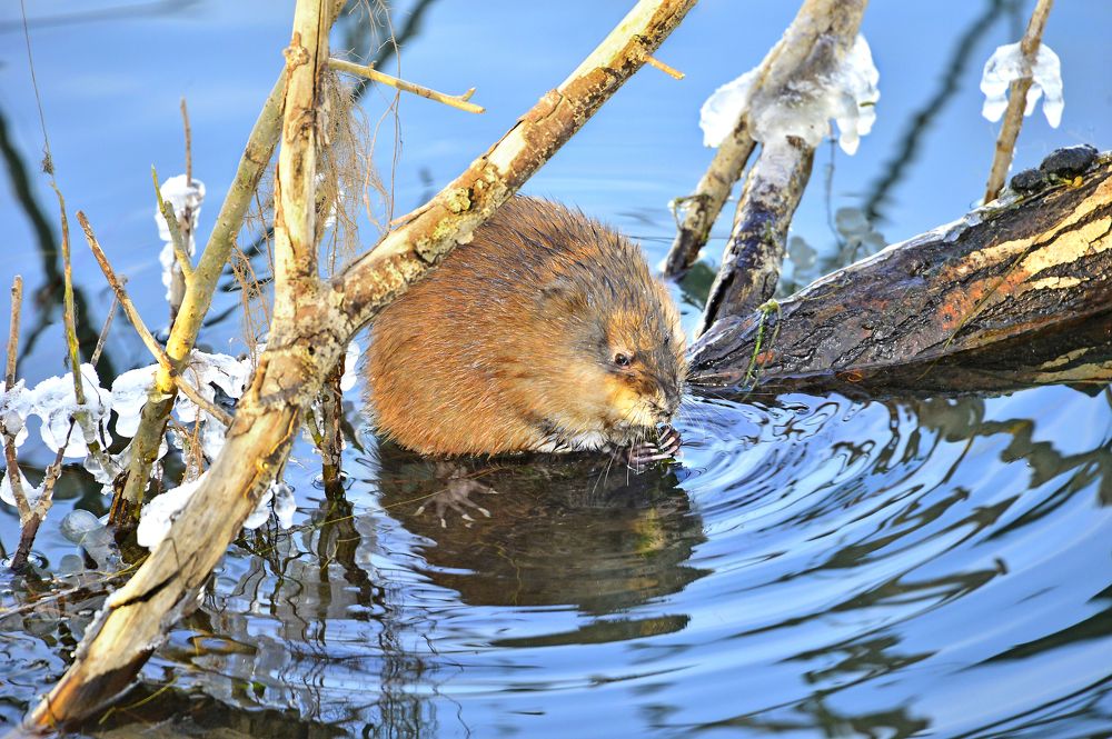 Фотография автора Игорь Сирохин
