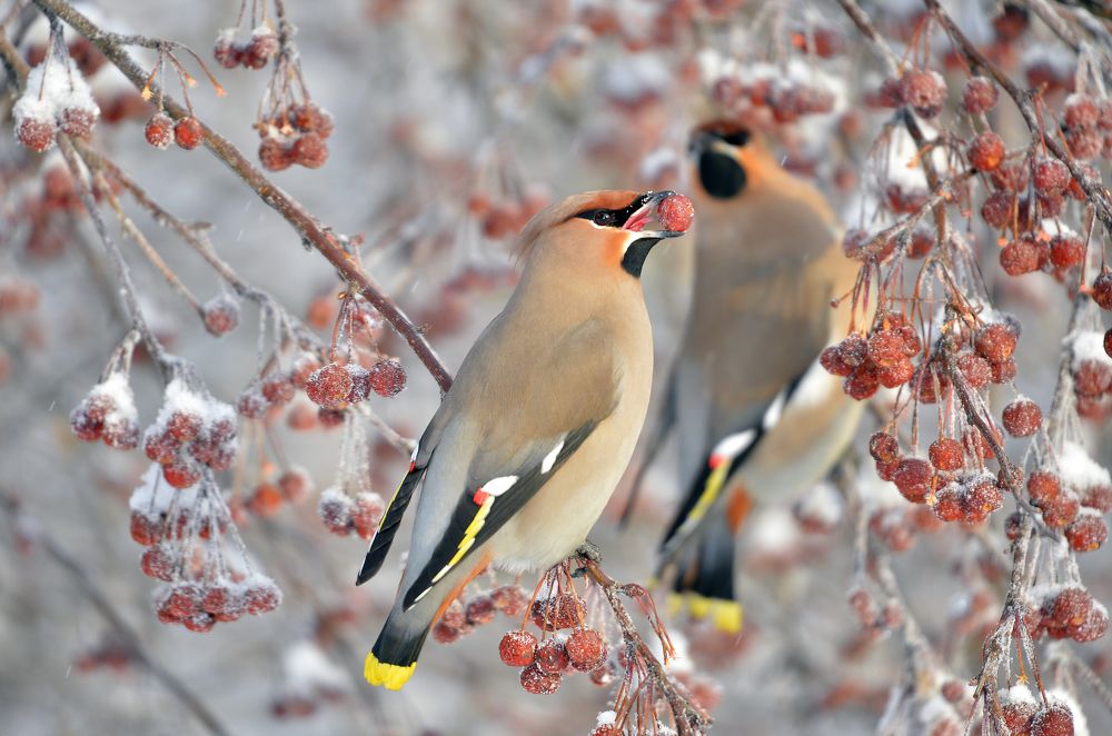 Photograph by Игорь Сирохин