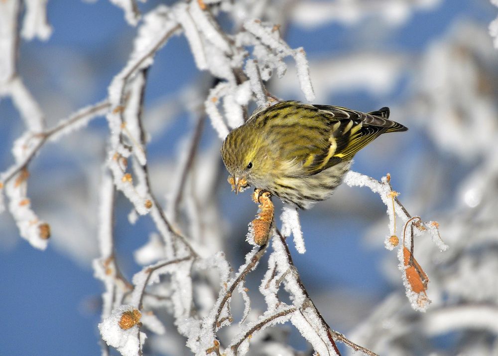 Фотография автора Игорь Сирохин