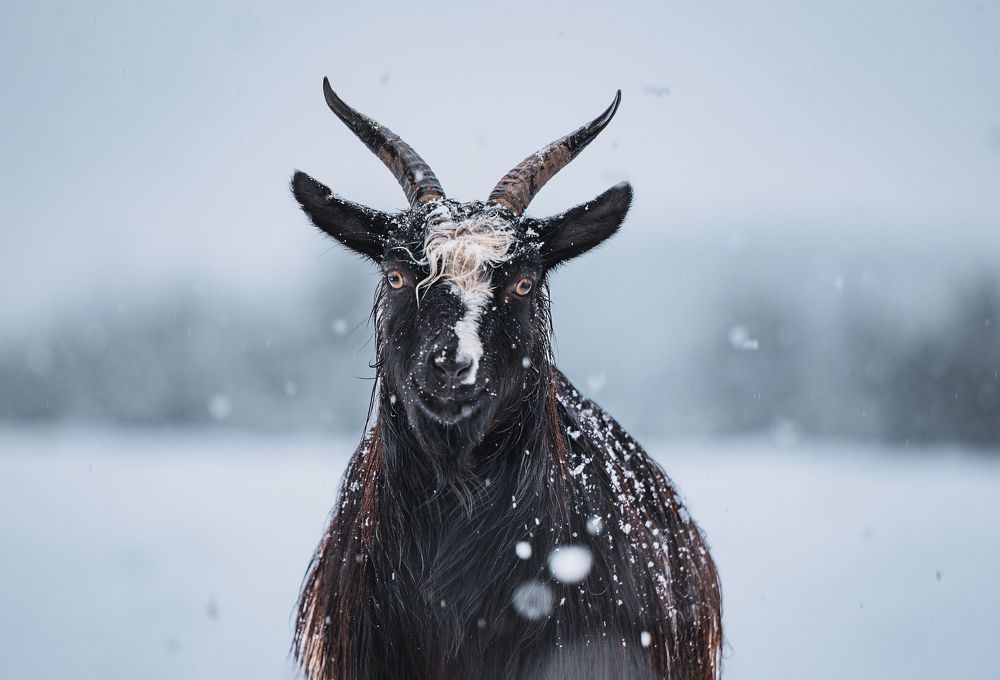 Photograph by Martin Paunov