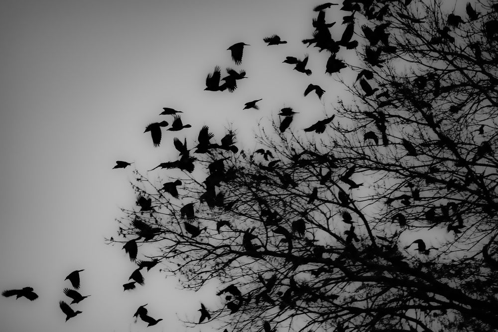 Фотография автора Роман Васильев